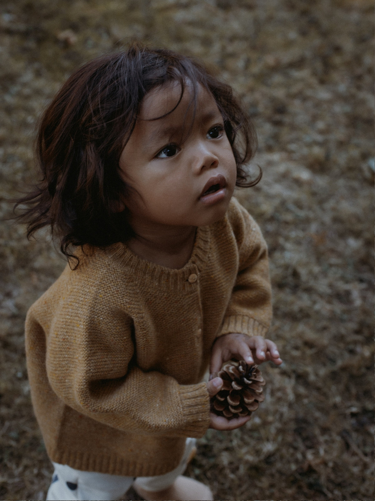 A toddler with dark curly hair wearing a warm camel-colored knit cardigan sweater, holding a pinecone outdoors on a dry, leaf-strewn ground.